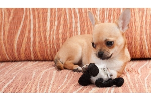 澳大利亞寵物市場(chǎng)火熱，旺季銷量將創(chuàng)新高